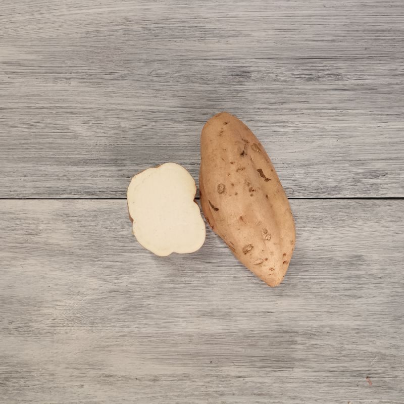 シロユタカ（断面と外観）